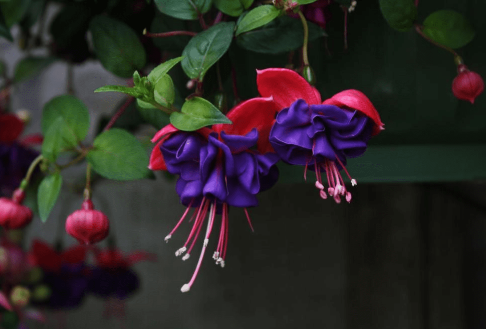Fuchsia Dark Eyes Plants Live, Purple Pink Flower Fuchsia Plant, 4 to 6 Inches Tall, No Potted, Indoor Outdoor Gardening