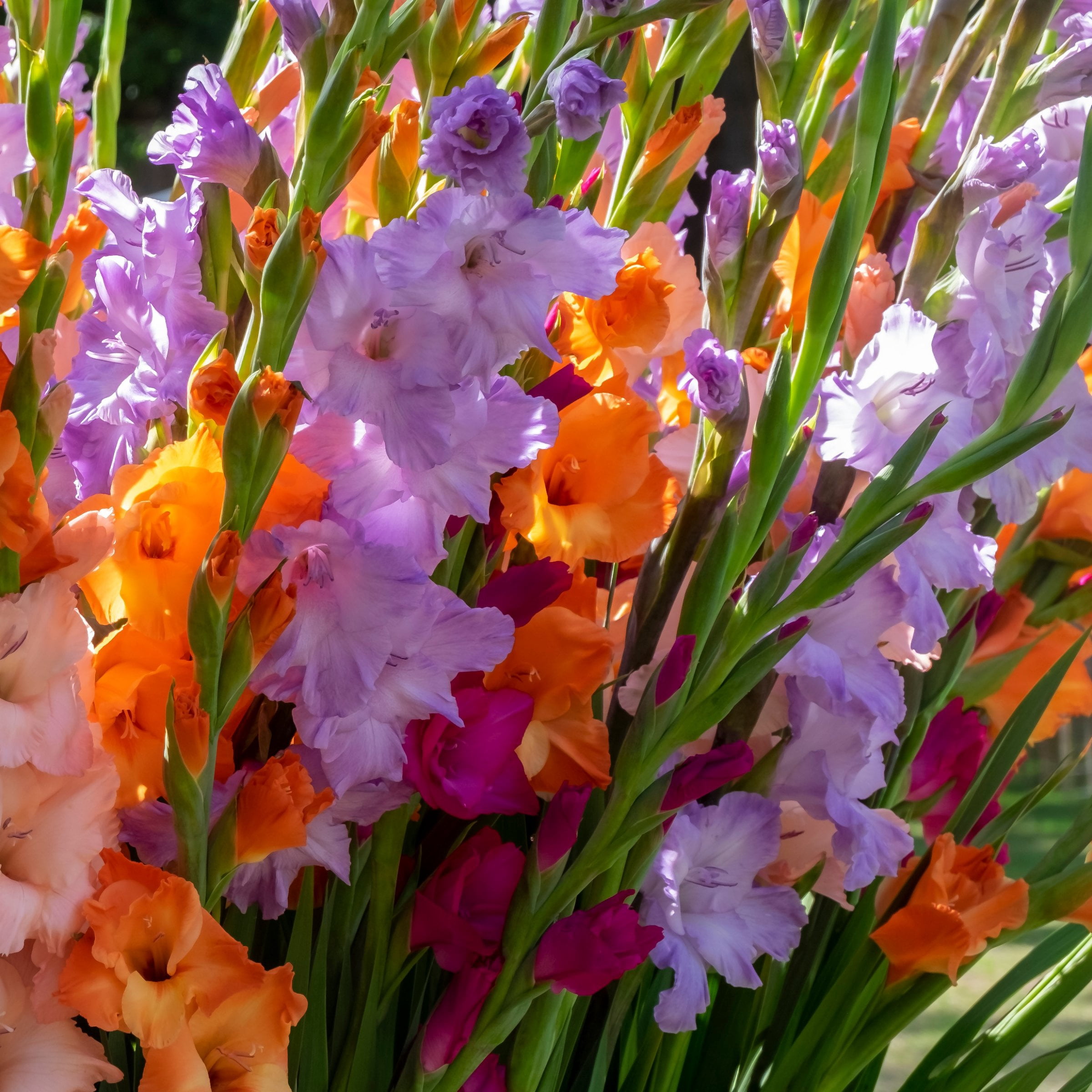 National Plant Network Gladioli Mixed Bulbs (20-Pack)