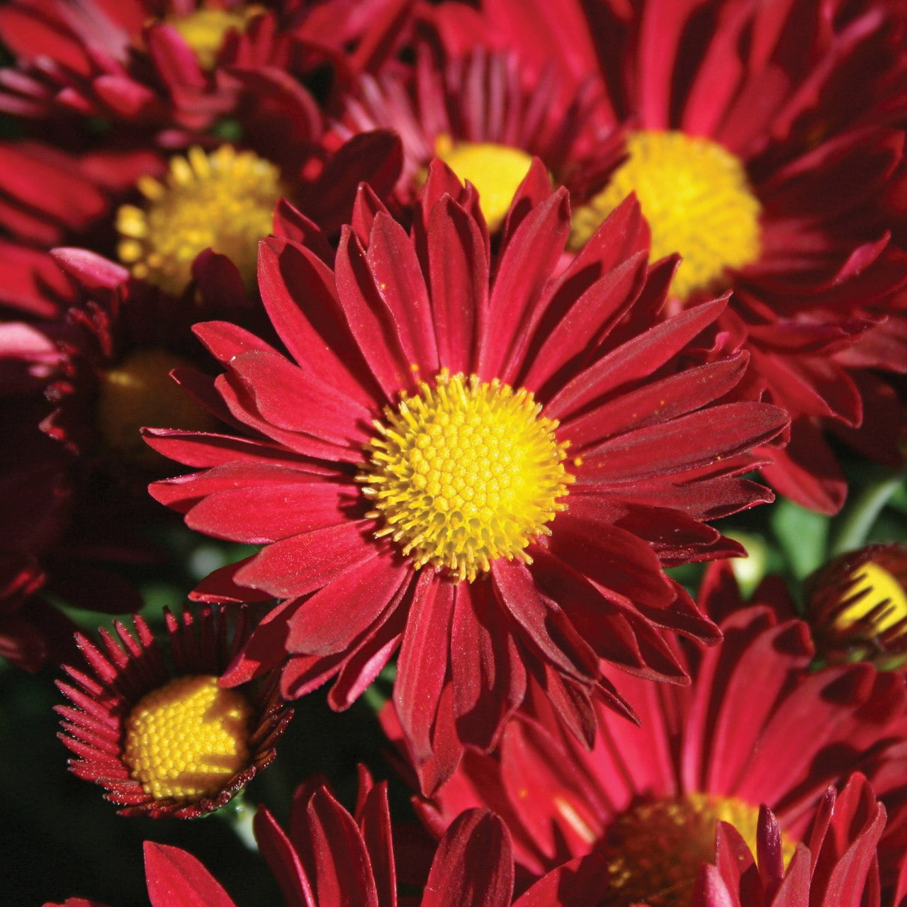 GardenMumEdanaRed QT Pot (Annual)