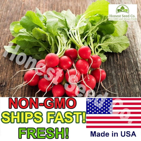 Champion Radish Seeds | Organic Non-GMO | Fresh Vegetable Garden Seeds USA