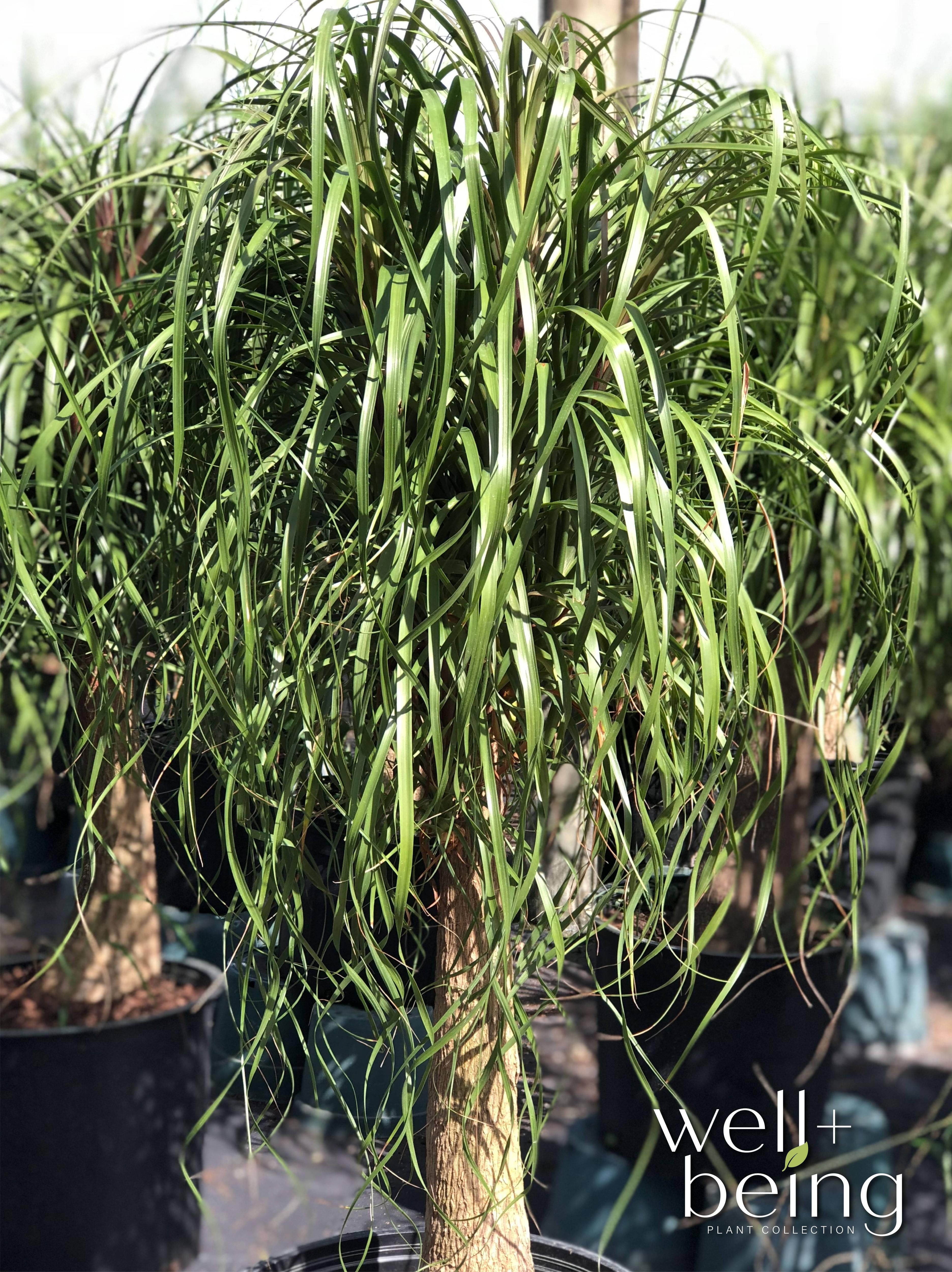 Nature's Way Farms Ponytail Palm Live Plant (15-22 inches tall) in growers pot