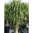 thumbnail image 3 of Nature's Way Farms Ponytail Palm Live Plant (15-22 inches tall) in growers pot, 3 of 5