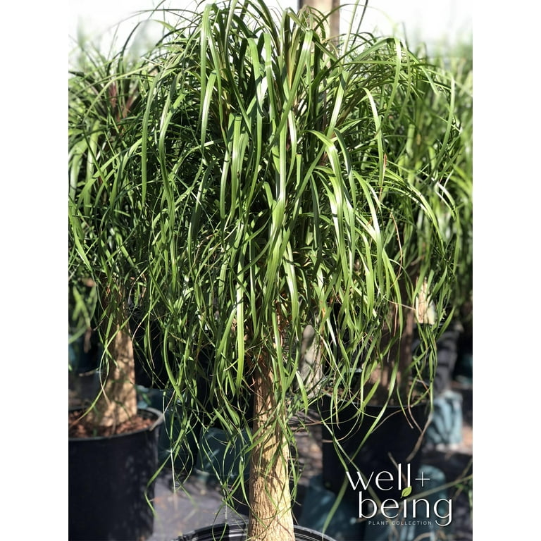 Nature's Way Farms Ponytail Palm Live Plant (15-22 inches tall) in growers Pot