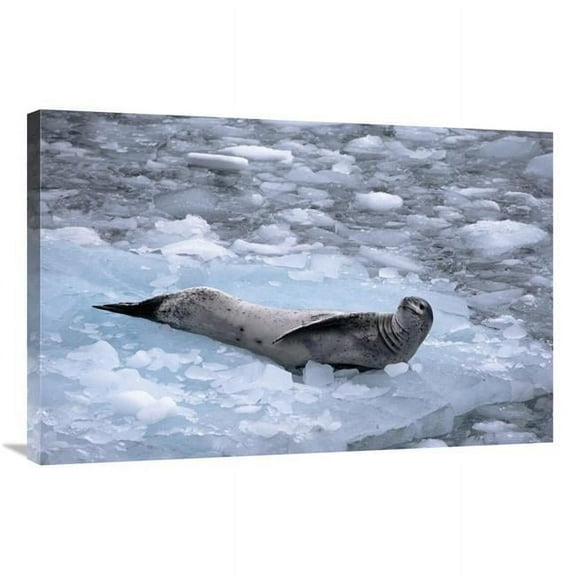 24 x 36 in. Leopard Seal Reclining on Ice Floe, Antarctica Art Print - Flip Nicklin