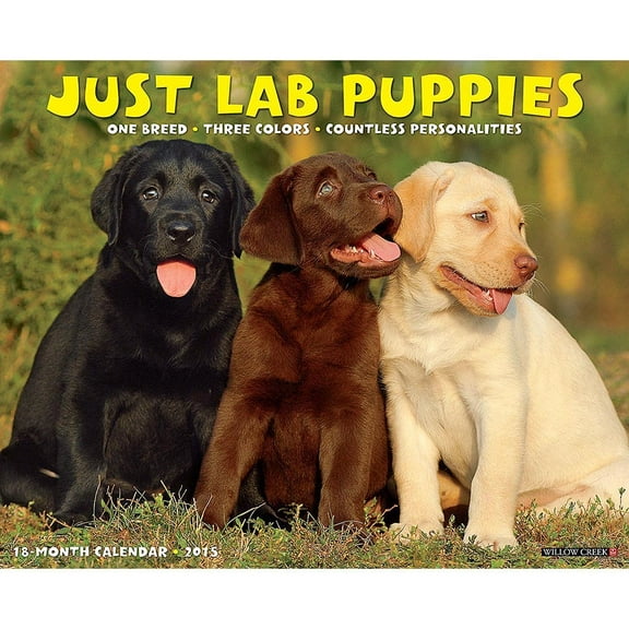 Just Lab Puppies Wall Calendar by Willow Creek Press