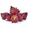 thumbnail image 5 of 100 Roselle Seeds for Planting - Hibiscus Sabdariffa, Heirloom Non-GMO, Edible Hibiscus, Red Sorrel, Florida Cranberry - by Mai's Family, 5 of 6