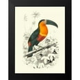 thumbnail image 2 of DOrbigny, M.Charles 19x24 Black Modern Framed Museum Art Print Titled - Birds of Costa Rica I, 2 of 5