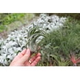 thumbnail image 5 of Large Air Plant Seleriana 6 to 8 inches Exotic-Available in Wholesale and Bulk-Live Succulent House Plants-Home and Garden Decor-Easy Care Indoor and Outdoor Plants(Pack of 1), 5 of 12