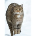 thumbnail image 2 of Zwick, Martin 15x18 Black Ornate Wood Framed with Double Matting Museum Art Print Titled - European wildcat during winter in deep snow in National Park Bavarian Forest Germany-Bavaria, 2 of 4