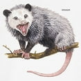 thumbnail image 3 of CafePress - Opossum Possum Animal Ringer T - 100% Cotton Ringed T-Shirt, 3 of 4
