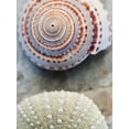 thumbnail image 2 of Ray, Elena 25x32 Black Ornate Wood Framed with Double Matting Museum Art Print Titled - Shell Portrait VIII, 2 of 4
