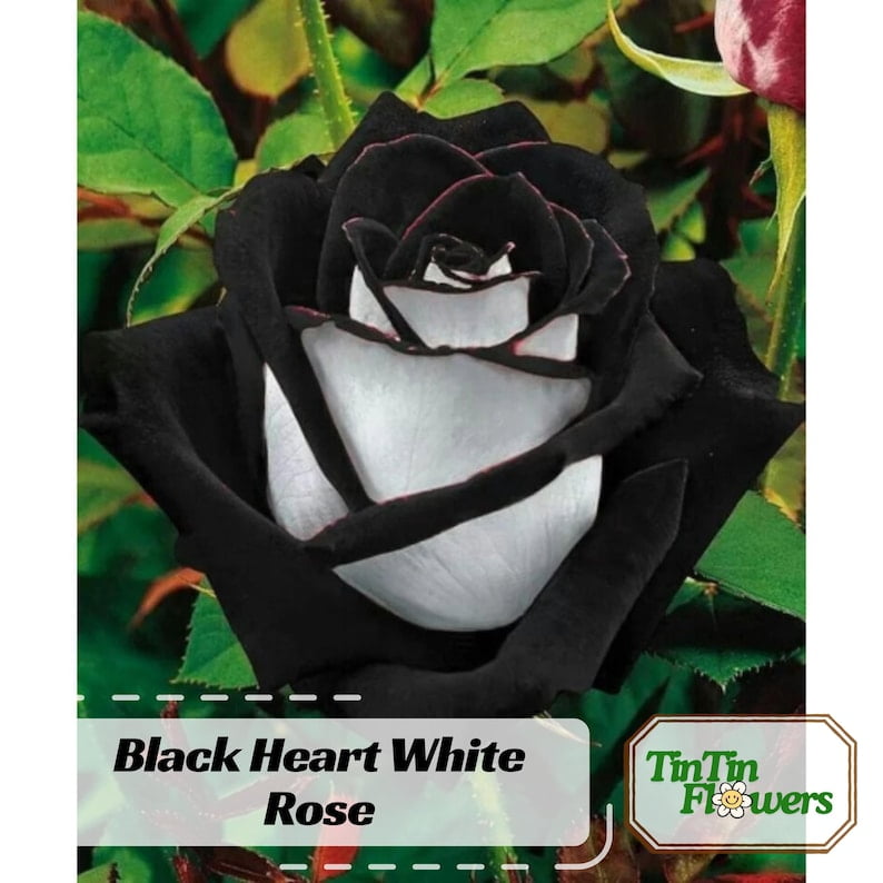 30 Seeds Black Heart White Rose Perennial Non- Mix for Garden Planting