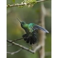 thumbnail image 3 of Fitzharris, Tim 12x14 Black Modern Framed Museum Art Print Titled - Green Crowned Brilliant Hummingbird, 3 of 5