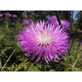 thumbnail image 5 of 500 MIXED SWEET SULTAN Imperialis Mix Amberboa Moschata Centaurea Flower Seeds - Pink, Rose, Lilac, Purple, Mauve, White, & Yellow, 5 of 11