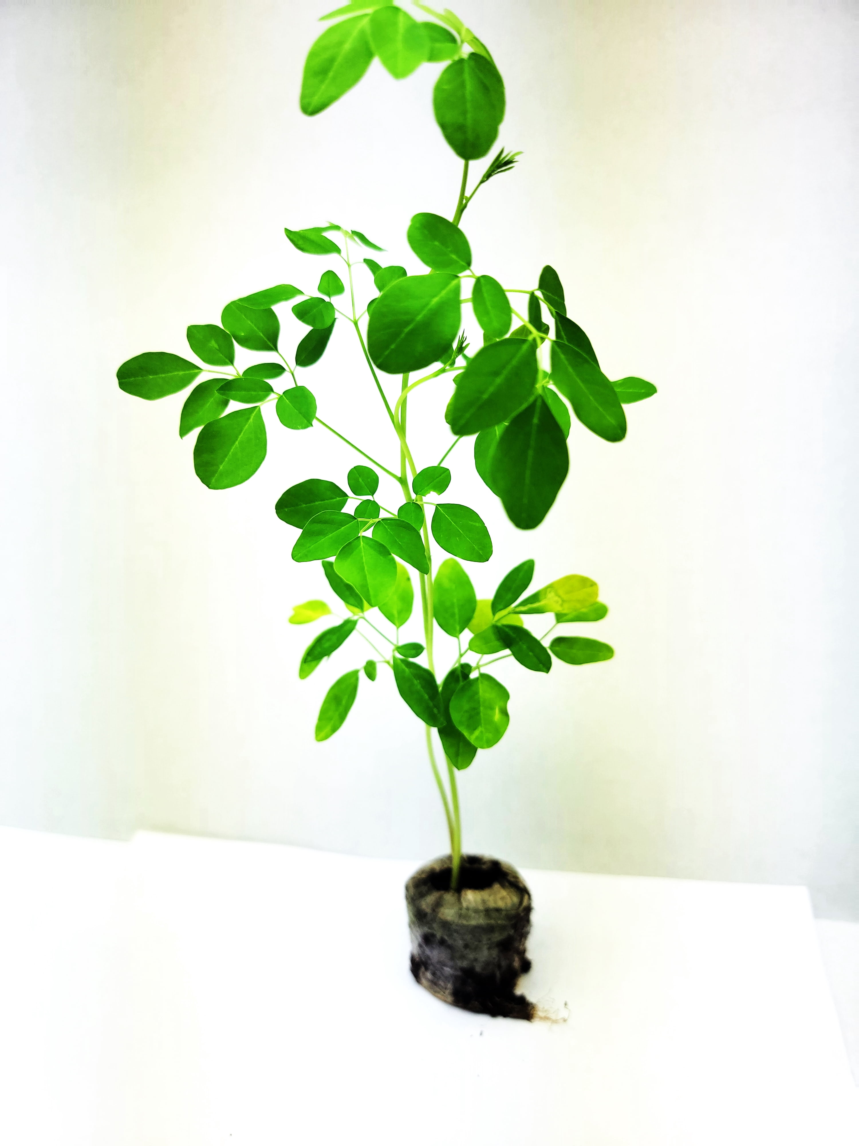Moringa Plant 1 Live Moringa Seedling Organic Partial to Full Sun