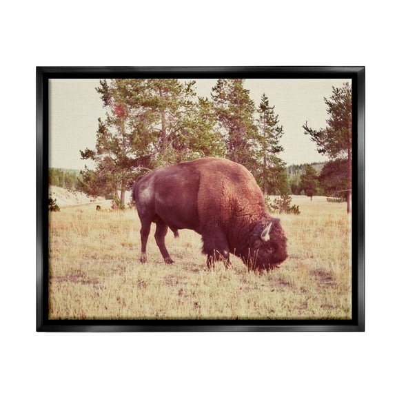Stupell Wild Bison Rural Nature Scenery Animals & Insects Photography Black Floater Framed Art Print Wall Art