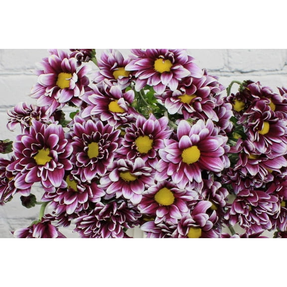 Real Touch Flowers - Fresh & Natural Pompon Daisy Purple Bicolor - 1 Bunch (10 Stems)