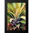 thumbnail image 2 of Robertson, Leda 17x24 Black Modern Framed Museum Art Print Titled - Spiny Succulent I, 2 of 5