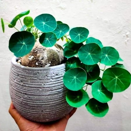 Rare Stephania Cephalantha Caudex Plant Live, Size Root 2.5-3.5 Inch Succulent Live Plant for Home or Office Indoor Growing