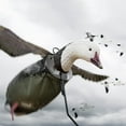 thumbnail image 4 of DEADLY DECOYS Blue Goose Flyer Decoy -1 Decoy, 4 of 4