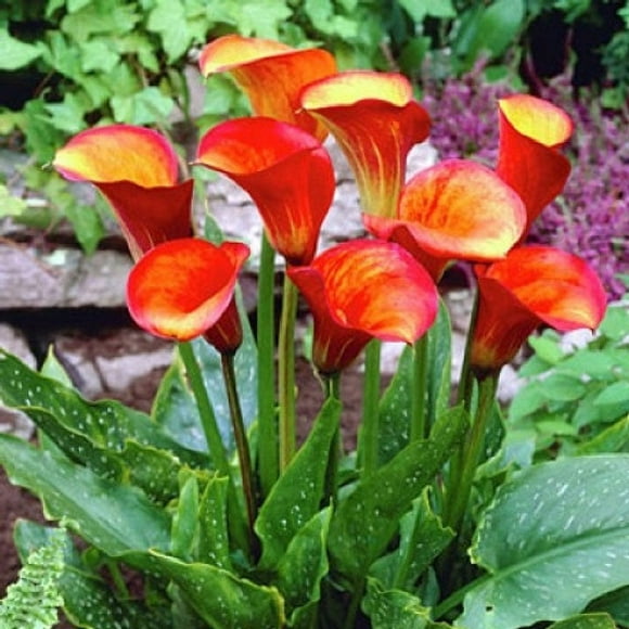 Calla Lilies Bulbs