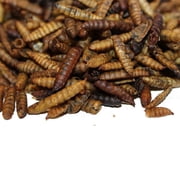 Sharp's Bugs Treats-Black Soldier fly Larvae for chickens, ducks, birds, and reptiles