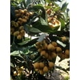 Japanese Loquat Fruit Tree Sweet Tropical Live Plant 15” Ready To Plant