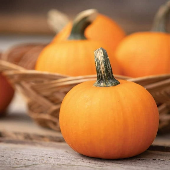 Wee-B-Little Pumpkin Seeds for Planting (30 Seeds)