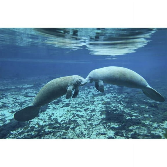 A pair of manatees appear to be greeting each other  Fanning Springs  Florida Poster Print