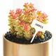 thumbnail image 5 of Paquete de 50 etiquetas para plantas, hierbas, suculentas, en forma de T, Zulema  Etiqueta de plantas, 5 of 8