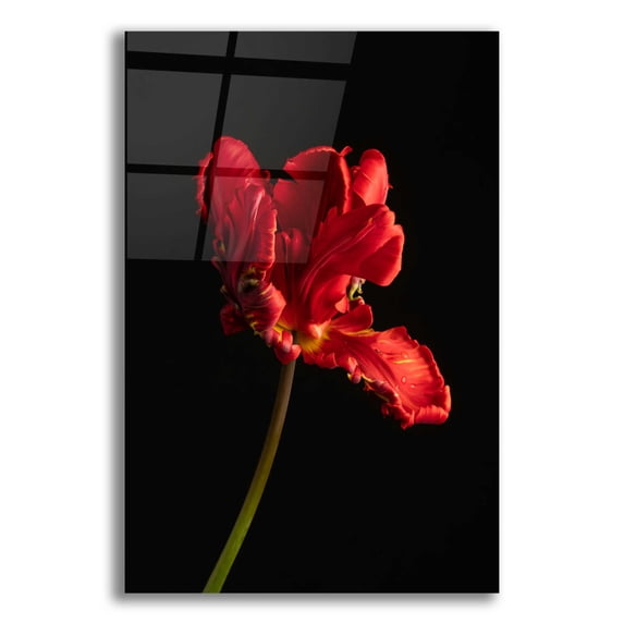 Epic Art 'Rippled Red Beauty' by Leah McLean, Acrylic Glass Wall Art, 16"x24"