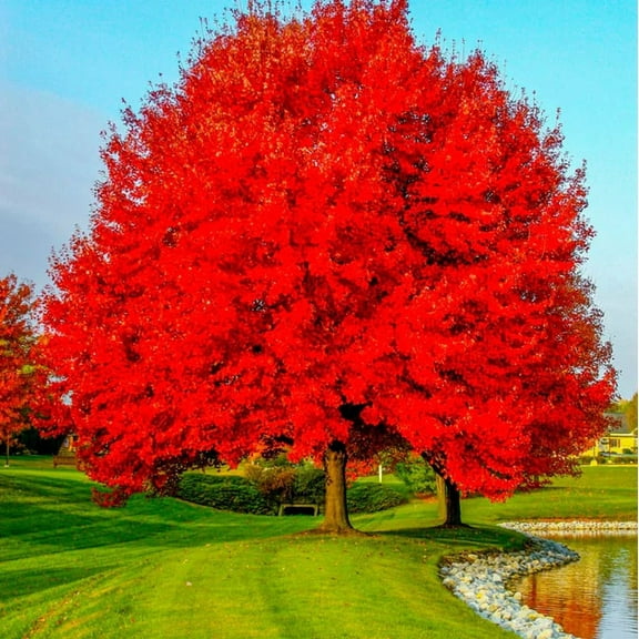 Set 5 Red Maple Tree Seedling Bare Roots and No Leaves for Planting 1-2 ft Tall, Dormant in Winter - No Ship PR, HI, AK