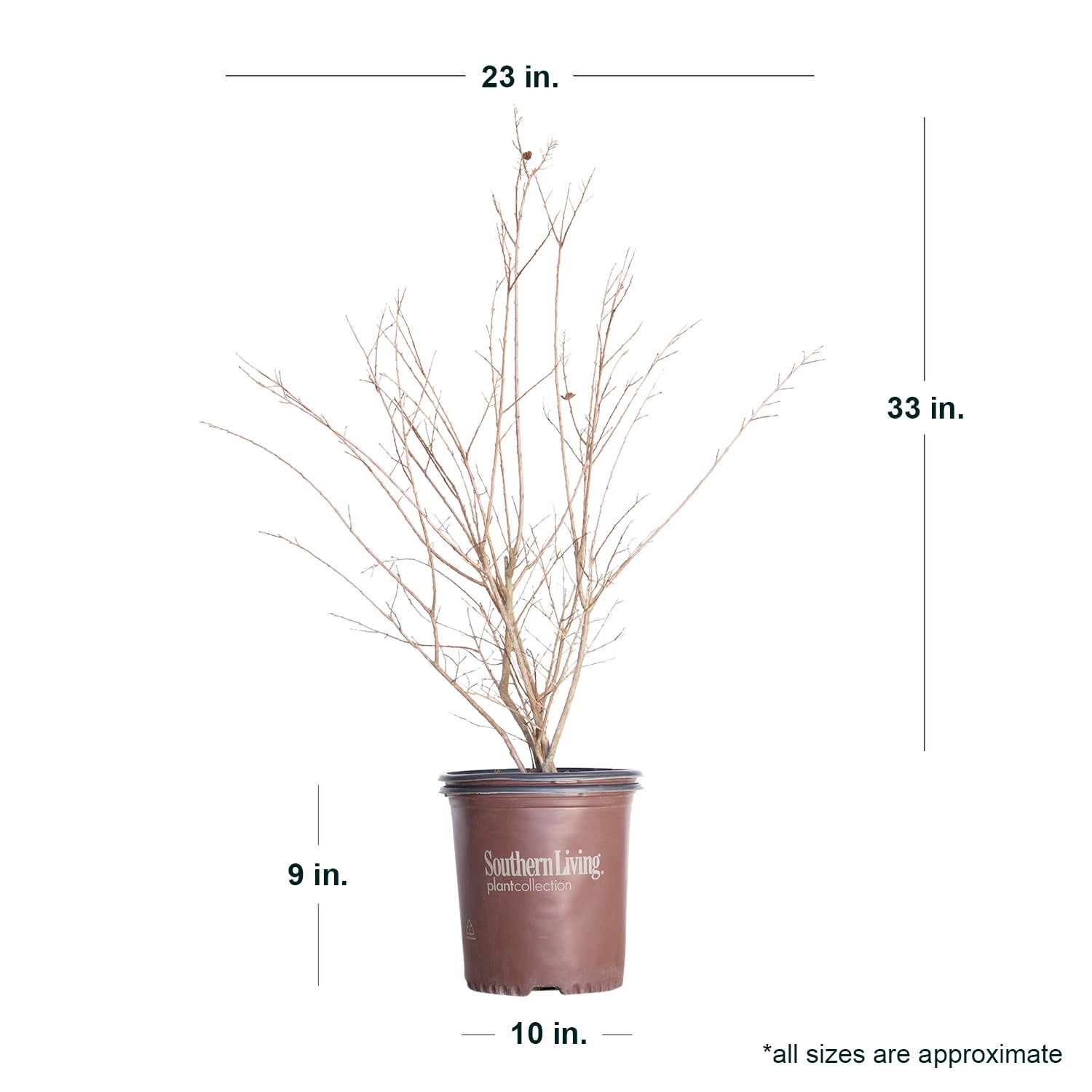 Expert Gardener 2.5 Gal. Miss Frances Crape Myrtle Tree with Red Blooms and Green Foliage