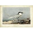 thumbnail image 2 of Audubon, John James 24x17 Black Ornate Wood Framed with Double Matting Museum Art Print Titled - Audubon Sandwich Tern, 2 of 4