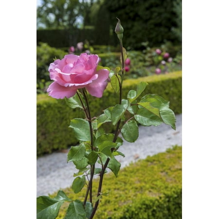 Mateus Rose - Europe, Portugal, Vila Real, Palace of Mateus, Rose in Formal Garden Print Wall Art By Lisa S. Engelbrecht