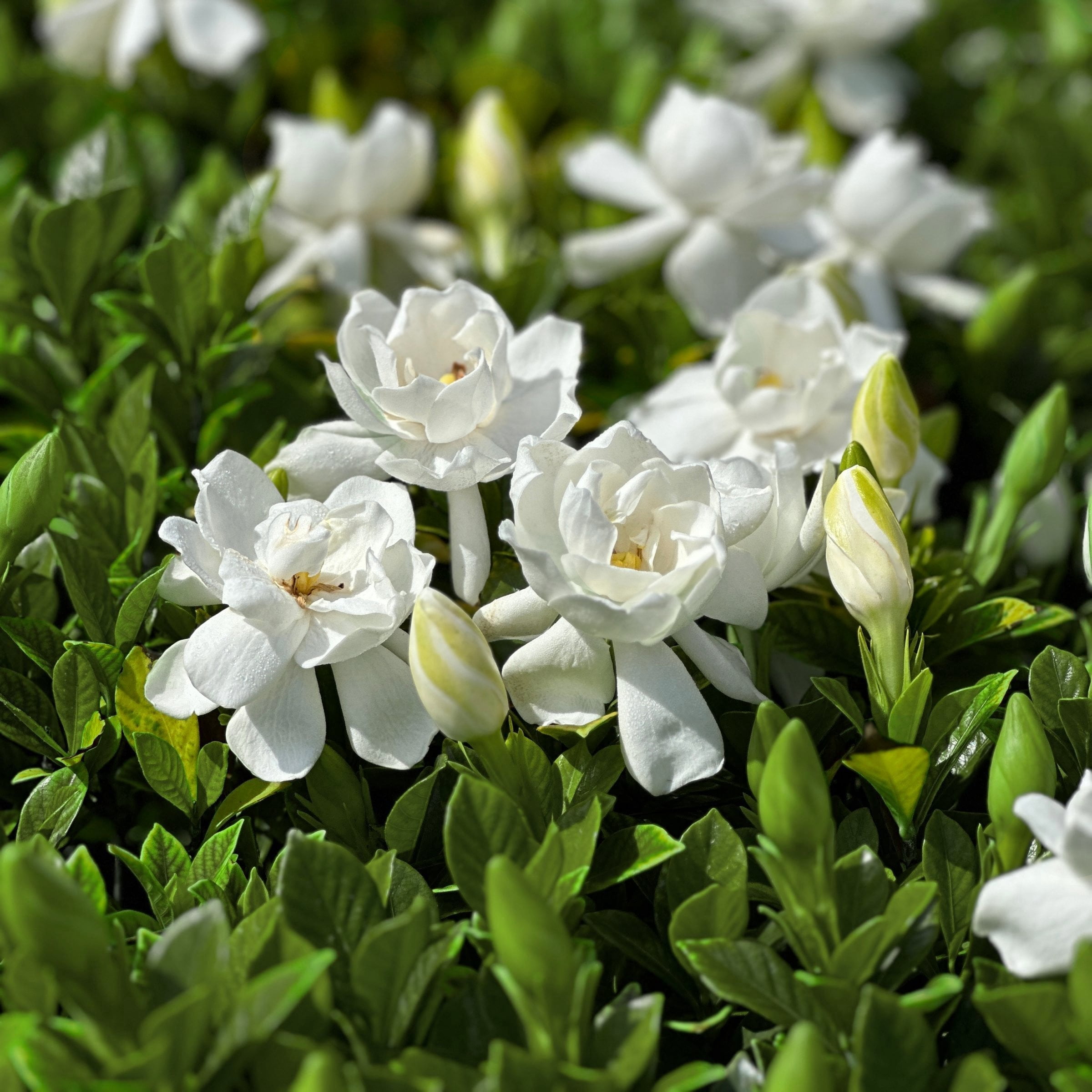 National Plant Network 4 in. Gardenia Frostproof (32-Pack)