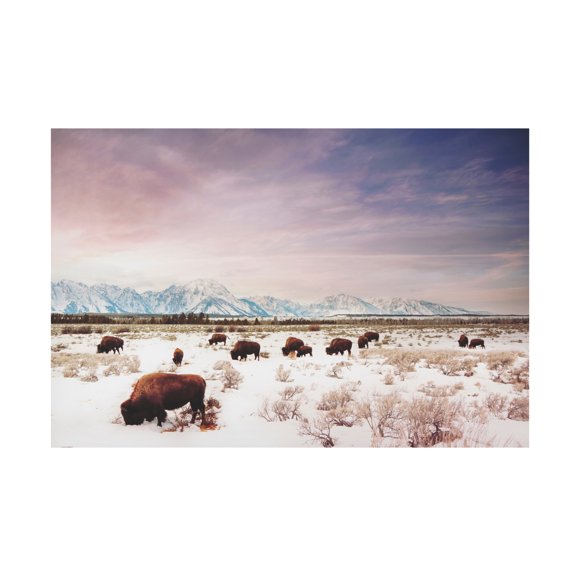 Canvas Wall Art - Annie Bailey Art 'Herds of The Tetons' Wall Art for Living Room, Bedroom, or Office Décor by Trademark Fine Art - 19 x 12 Inches