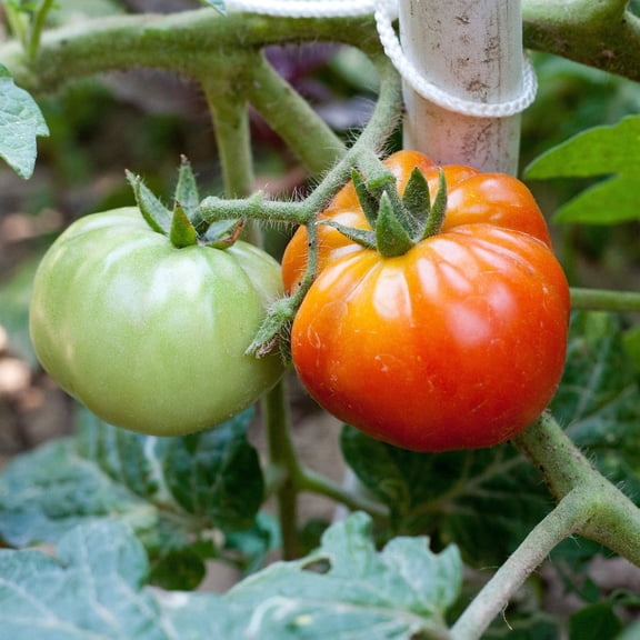 Tomato Garden Seeds - Old German - 0.25 Oz - Premium Heirloom, Non-GMO Vegetable Gardening Seeds