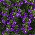thumbnail image 2 of Expert Gardener 1.5G Scaevola Assorted Colors Live Plant Hanging Basket Full Sun, 2 of 7