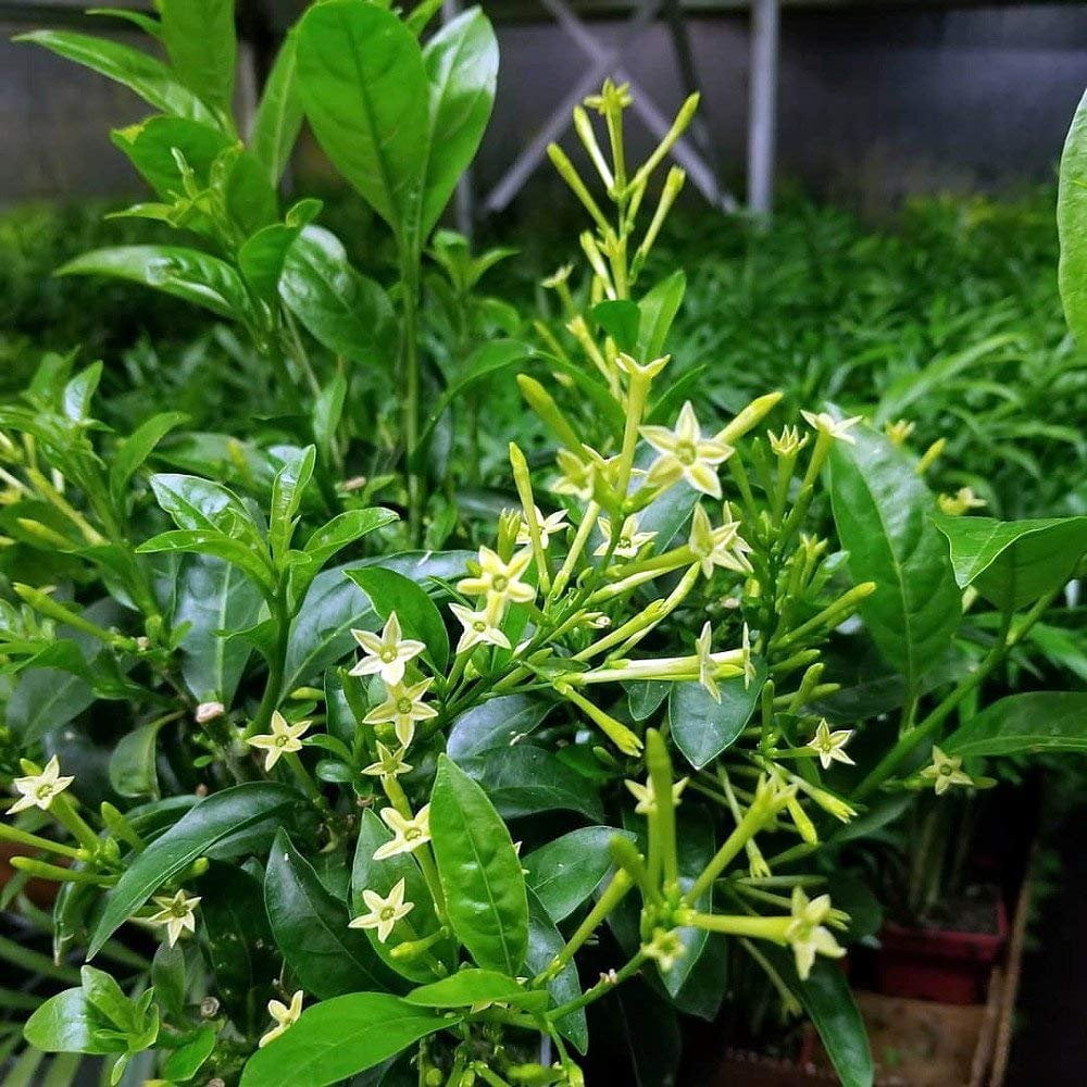 Night Blooming Jasmine I 3 Live Plants I Cestrum Nocturnum  Fragrant White Flowers for Evening Garden Bliss, Perfect for Container Gardening, Easy to Grow
