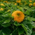 thumbnail image 5 of Plant Good Seed Double Goldy Teddy Bear Sunflower Seeds: Yellow Blossoms, Full Sun Annual, Organic, 5 of 9