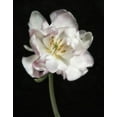 thumbnail image 2 of Poinski, Dianne 26x32 White Modern Wood Framed Museum Art Print Titled - Perfect Petals 1, 2 of 4
