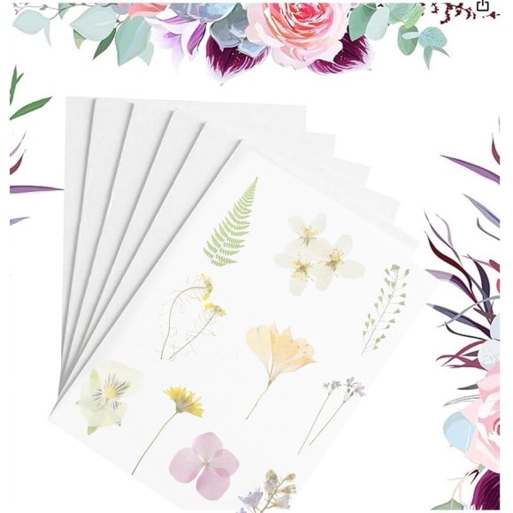 Placas secantes para prensar flores Suziko de 30 x 22 cm, paquete de 6