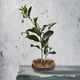 thumbnail image 2 of Herramienta de arreglo floral Kenzan con alfiler de aguja fijo con forma de sol y luna única, 2 of 10