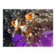 thumbnail image 3 of Tiptophomedecor Animal Wallpaper Wall Mural - Clownfish, 3 of 4