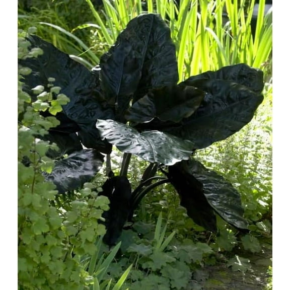 Dark Knight Elephant Ear Bulbs for Planting - Grow Stunning Black Elephant Ears Plants - Colocasia Esculenta (1 Bulb)