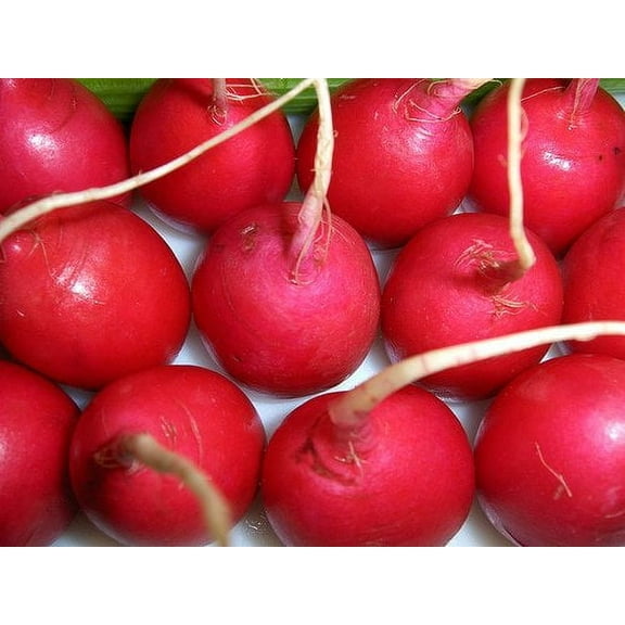Radish Crimson Giant Great Heirloom Vegetable by Seed Kingdom 1/4 Lb Seeds