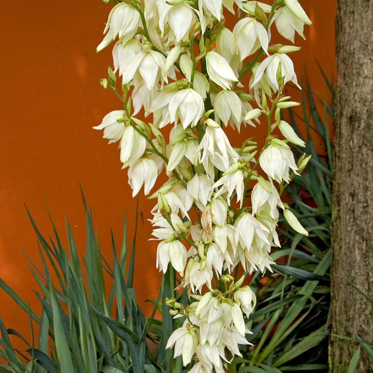 Van Zyverden Yucca Set of 1 Plant Root White Full Sun Pollinator 1 lb