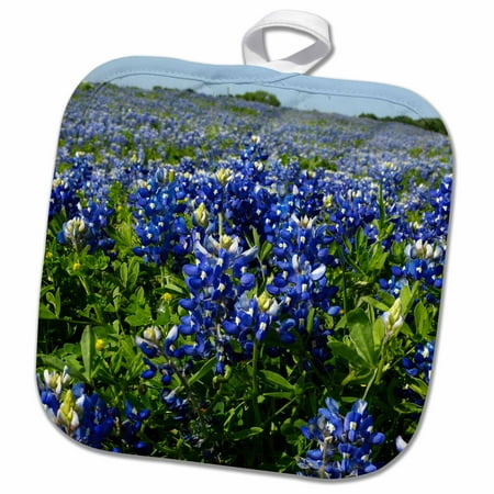 Texas Holdem Nuts - 3dRose Bluebonnets, Freyburg, Texas - US44 FVI0007 - Franklin Viola - Pot Holder, 8 by 8-inch