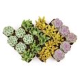 thumbnail image 2 of Ceramic Home/Garden Seashell Flower Planter Pot Outside with Starfish Figurine, 2 of 4